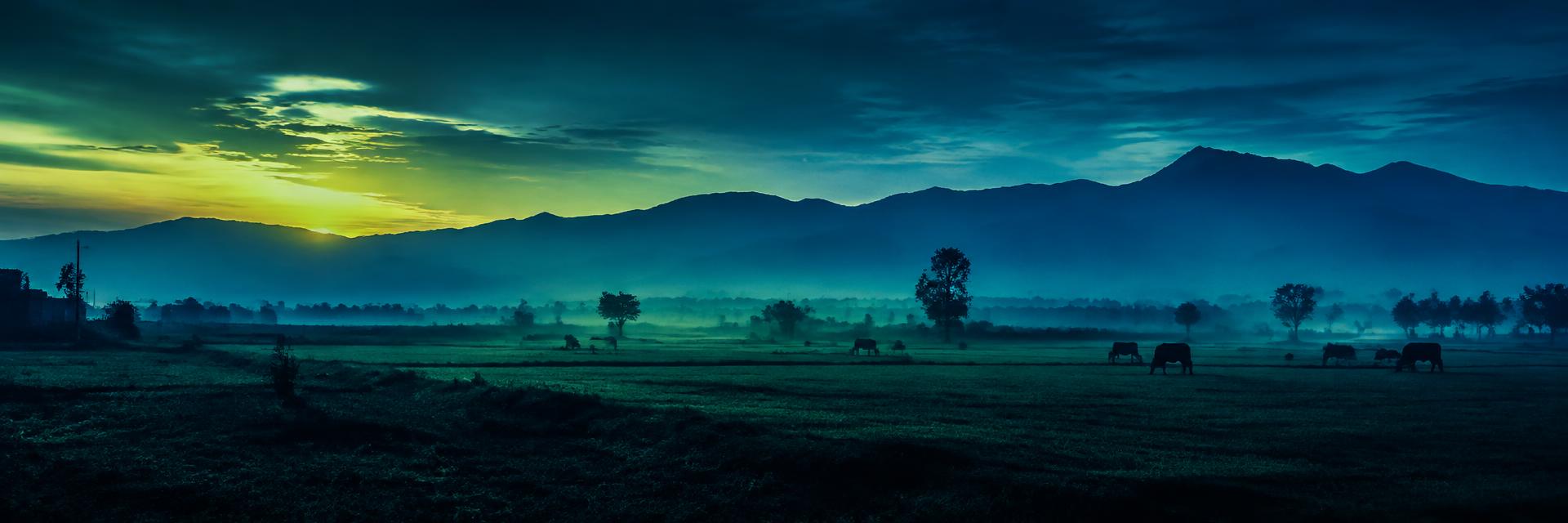 Cattle grazing on misty farmland at dawn beneath a mountain range
